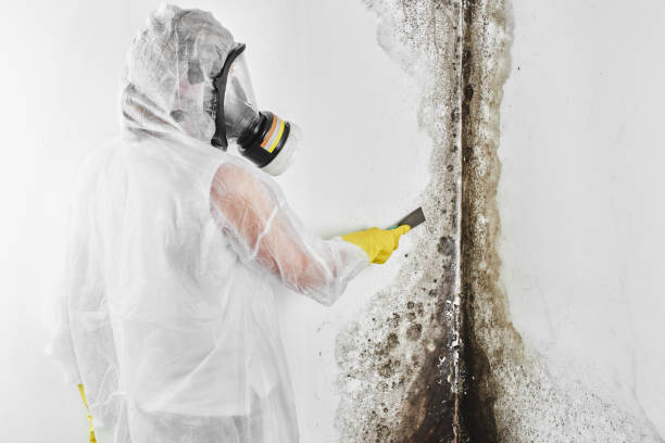 Trusted Dardanelle, AR Mold Remediation Experts